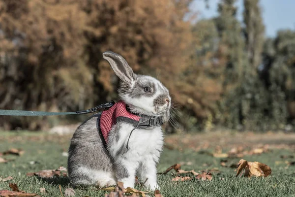 Söt kanin bunny utomhus — Stockfoto