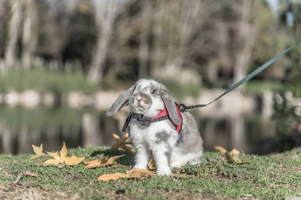 Lapin mignon lapin extérieur — Photo