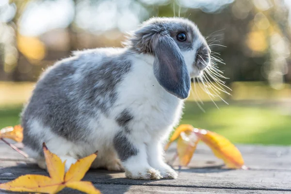 Lapin mignon lapin extérieur — Photo