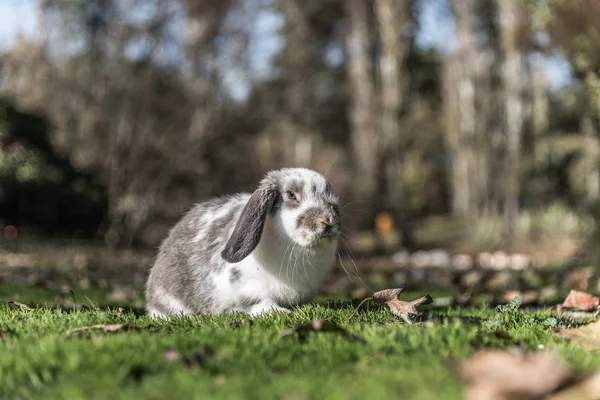 Lapin mignon lapin extérieur — Photo