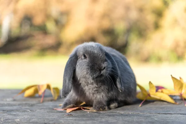 Sevimli tavşan tavşan açık — Stok fotoğraf