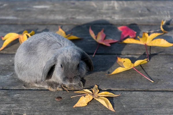 Lapin mignon lapin extérieur — Photo