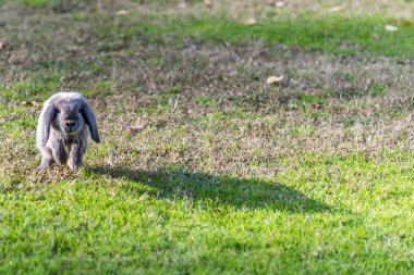 sevimli tavşan tavşan açık