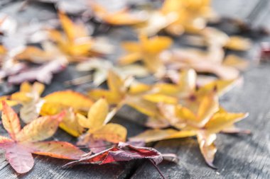 Tablo renkli yapraklarda