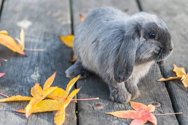 Söt kanin bunny utomhus — Stockfoto