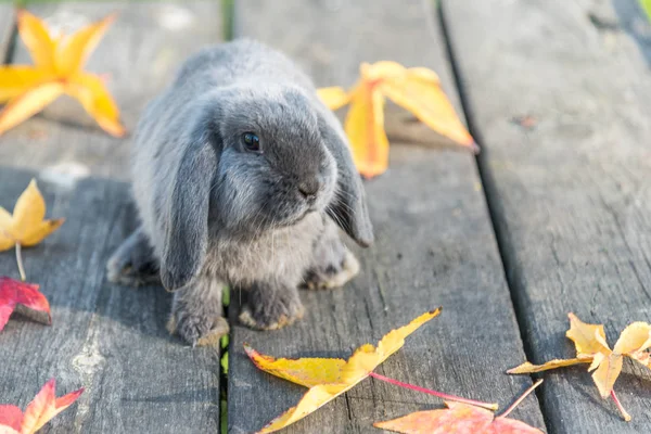 Söt kanin bunny utomhus — Stockfoto