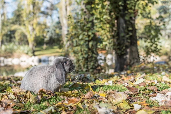 Söt kanin bunny utomhus — Stockfoto