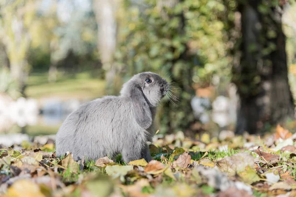 Cute rabbit bunny outdoor — Stock Photo, Image