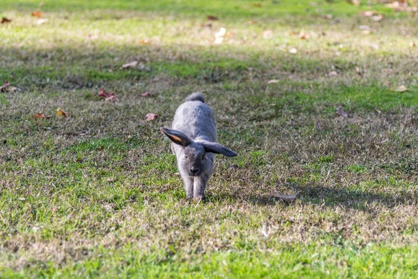 Söt kanin bunny utomhus — Stockfoto