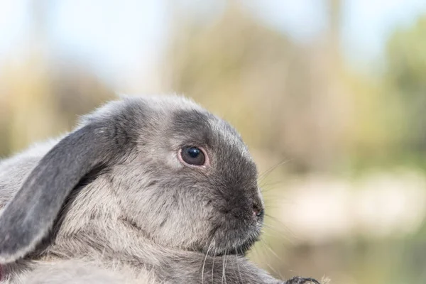 Lapin mignon lapin extérieur — Photo