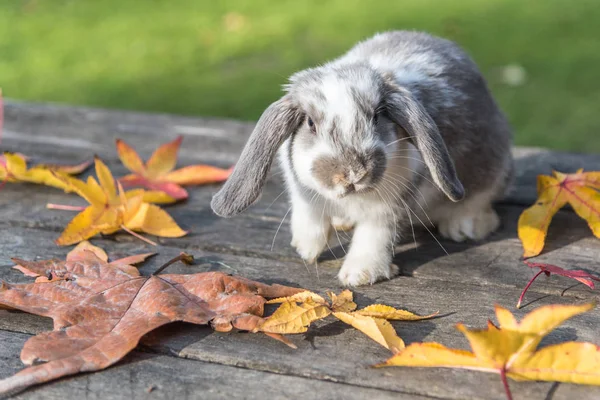 Söt kanin bunny utomhus — Stockfoto