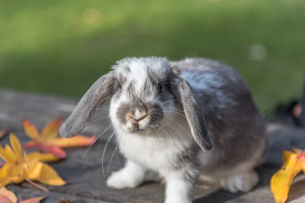 Ładny królik bunny odkryty — Zdjęcie stockowe