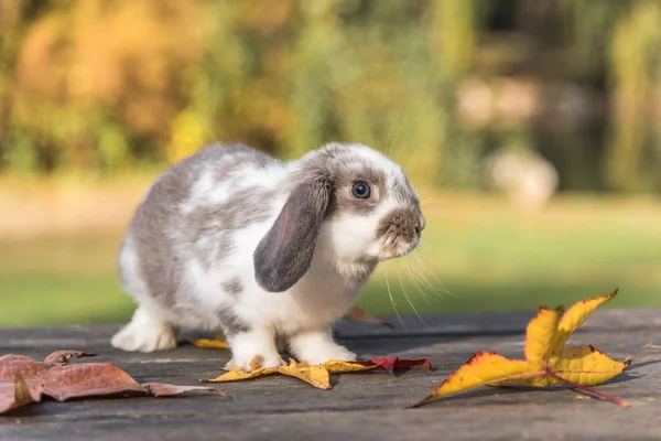 Söt kanin bunny utomhus — Stockfoto