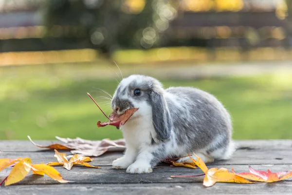 Lapin mignon lapin extérieur — Photo