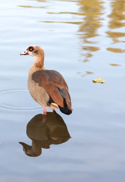 Anatra in un lago — Foto Stock