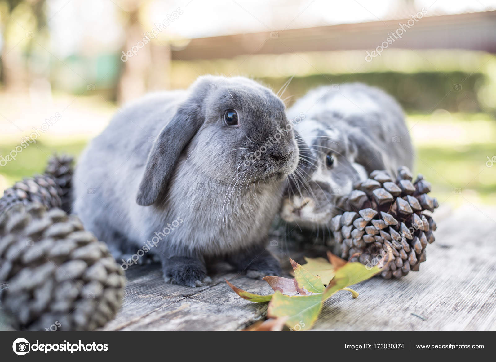 Zwei niedliche Hasen Streicheltier auf einem Holztisch mit Kiefern im