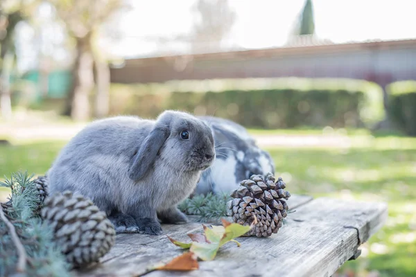 Deux lapins mignons animal de compagnie marchant sur une table en bois avec des pins en plein air — Photo