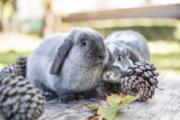 Deux lapins mignons animal de compagnie marchant sur une table en bois avec des pins en plein air — Photo