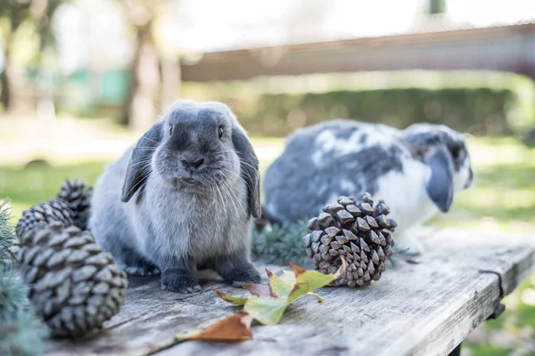 Deux lapins mignons animal de compagnie marchant sur une table en bois avec des pins en plein air — Photo