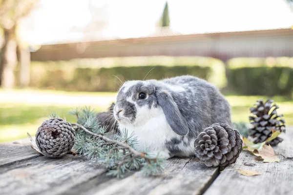Mignon lapin animal de compagnie marche sur une table en bois avec des pins en plein air — Photo