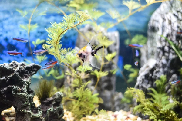 Vackra Akvarium Fullt Fiskar — Stockfoto