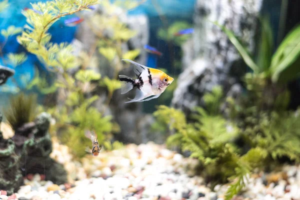 Piękne Akwarium Pełne Ryb — Zdjęcie stockowe