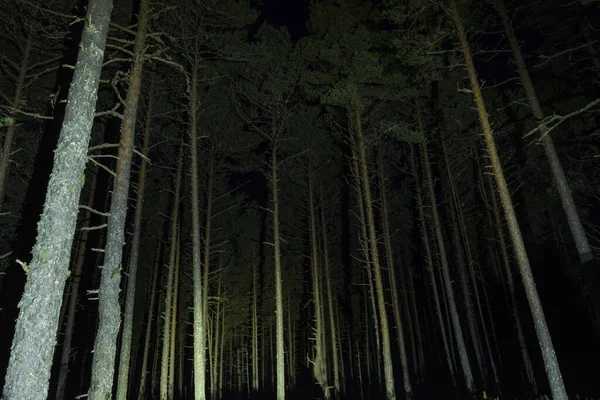 Beautiful View Forest Night Time — Zdjęcie stockowe