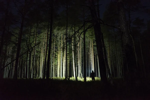 Man Flashlight Forest Beetween Trees —  Fotos de Stock
