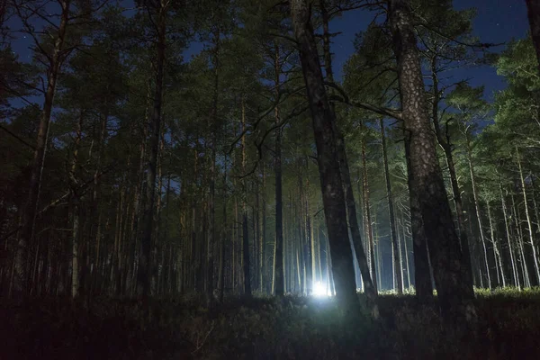 Beautiful View Forest Light — ストック写真