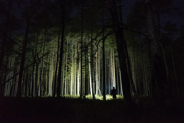 Man Flashlight Forest Beetween Trees Zdjęcia Stockowe bez tantiem