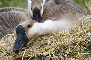 Goose hatch eggs in goose's nest clipart