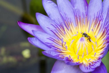Lotus gün ışığı ve lotus bahçesinde arı mor.