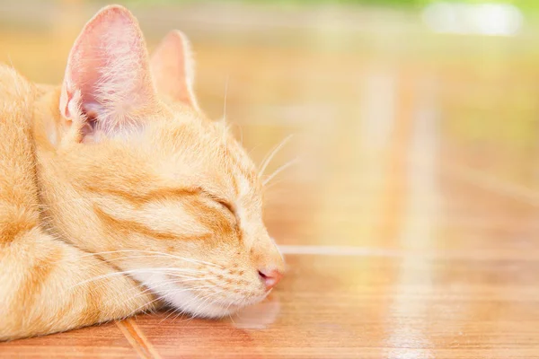 Gato durmiendo en un piso de azulejo naranja . — Foto de Stock