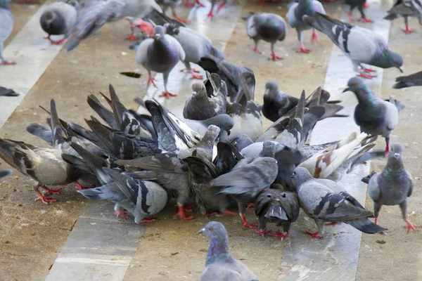 Pigeons eat a lot of food. — Stock Photo, Image