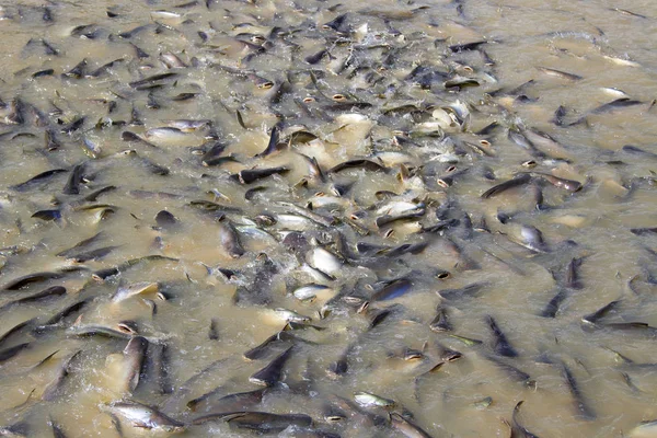 Wiele ryb w rzece jeść żywności. — Zdjęcie stockowe
