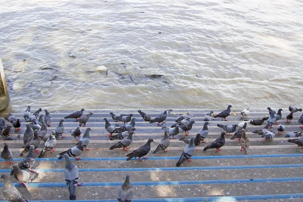 Many pigeons On the river floor — Stock Photo, Image