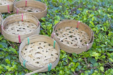 Bambu akvaryum yeşil çimenlerin üzerinde