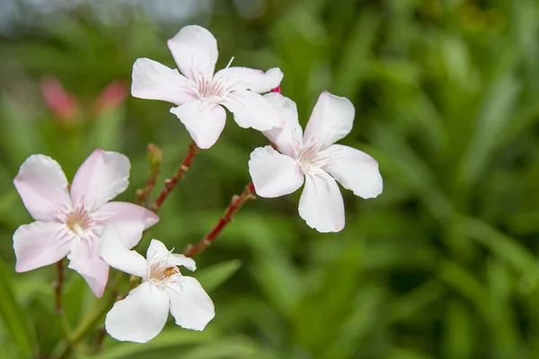 Flores cor de rosa, quatro flores, fundo verde — Fotografia de Stock