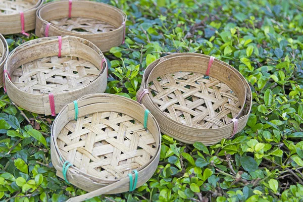 Bambus akwarium na zielonej trawie — Zdjęcie stockowe