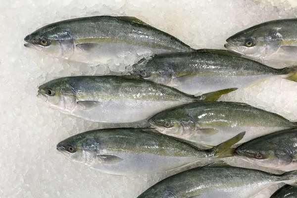 Hamachi ryb w lodzie do gotowania. — Zdjęcie stockowe