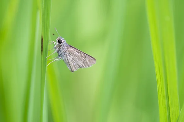 Familie hesperiidae Schmetterling auf Gras — Stockfoto
