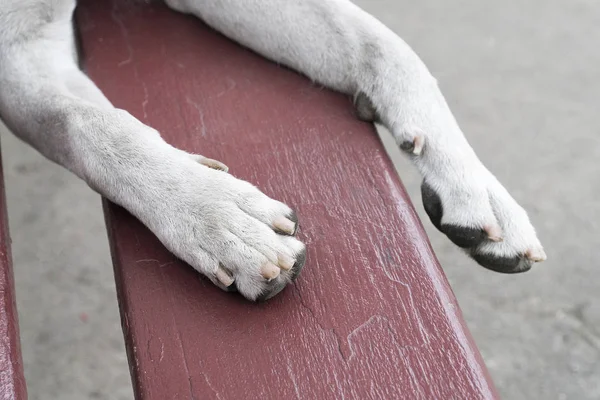 White dog nails was cut