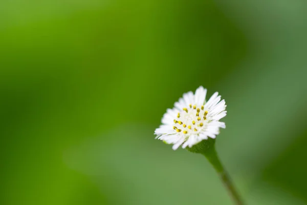 Små vita blommor mot en grön bakgrund. — Stockfoto