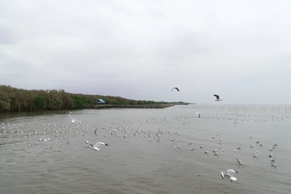Lasów namorzynowych z seagull i morze — Zdjęcie stockowe