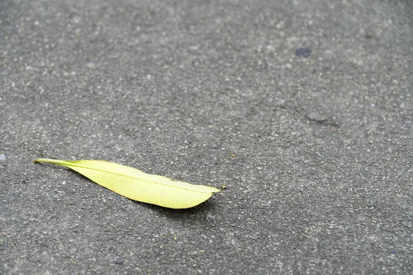 Leaves on black cement floor — Stock Photo, Image