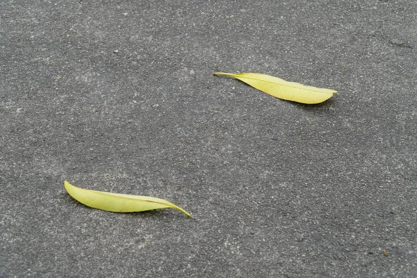 Blätter auf schwarzem Zementboden — Stockfoto