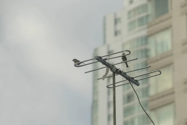 Pájaro en el fondo de la antena es un edificio . — Foto de Stock