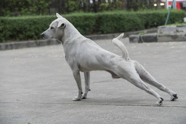 Rüde weiß und schmutzig auf dem Betonboden Farbe im Park — Stockfoto