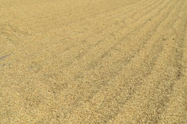 Paddy veya güneş ışığı tarafından kurutma pirinç