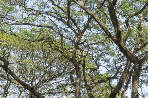 Büyük ağacın altında ve dallarla büyüt.